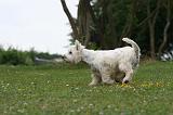 WESTIE 462